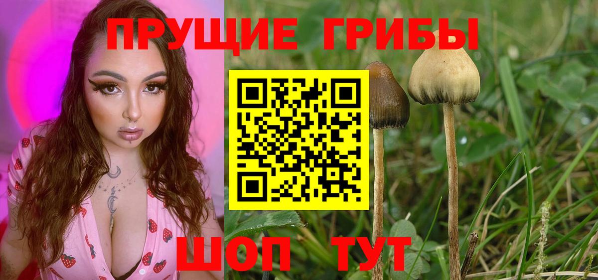 Галлюциногенные грибы GOLDEN TEACHER  Вход с VPN  Медногорск 